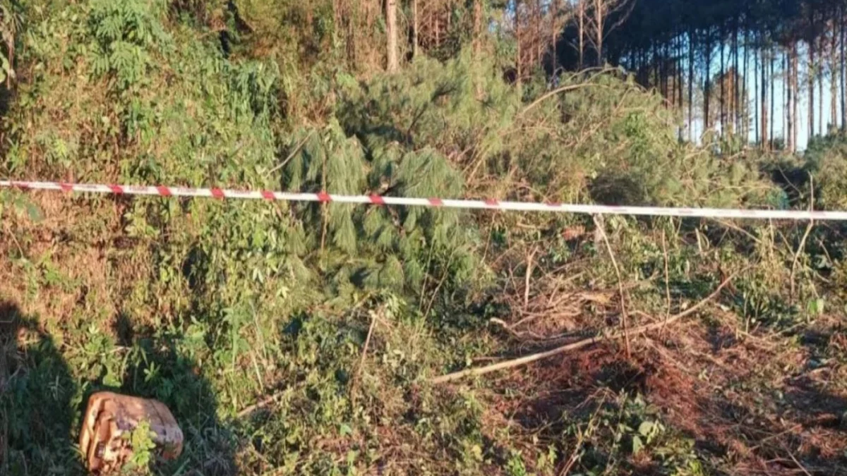 Tragedia en Misiones murió aplastado por el árbol que talaba