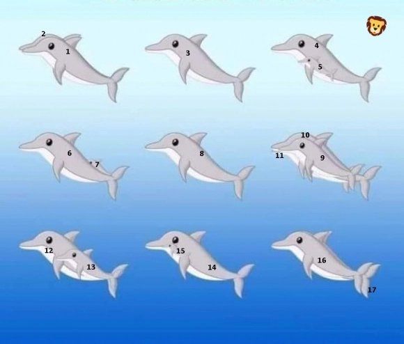 Aquí te mostramos los 17 delfines uno por uno.