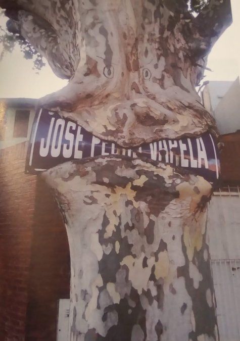 Viral: Foto del árbol en 2017.