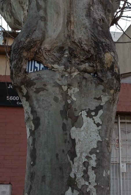 Viral: Foto del árbol en el 2020.