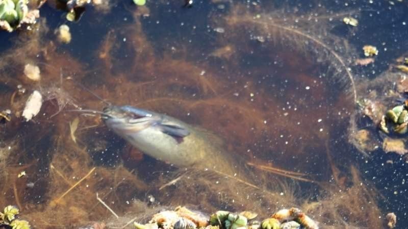 Los peces muertos en la laguna de San Vicente.