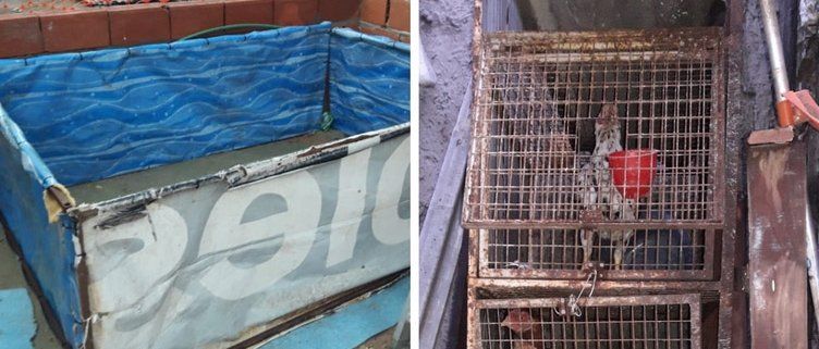 Cuadrilátero utilizado para la riña de gallos y una de las aves enjauladas que encontró la Policía en Monte Chingolo, Lanús.