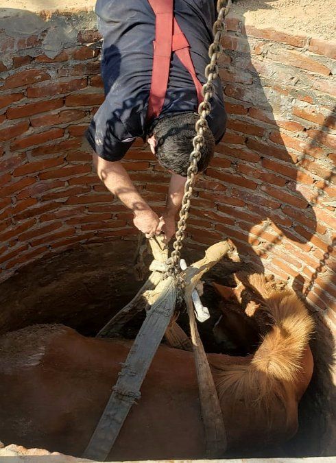 Rescate. Los Bomberos Voluntarios salvaron a un caballo atrapado.&nbsp;