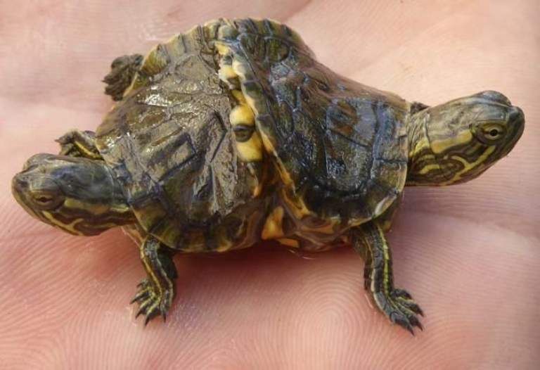 Extraordinarias imágenes Encuentran a una tortuga mutante con dos