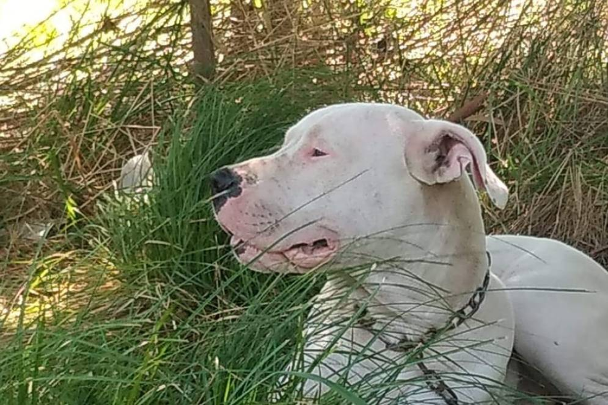 El perro Gruñón asesinado en Cañuelas.