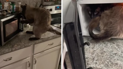 un gato esta obsesionado con abrir la puerta de un microondas y se volvio viral