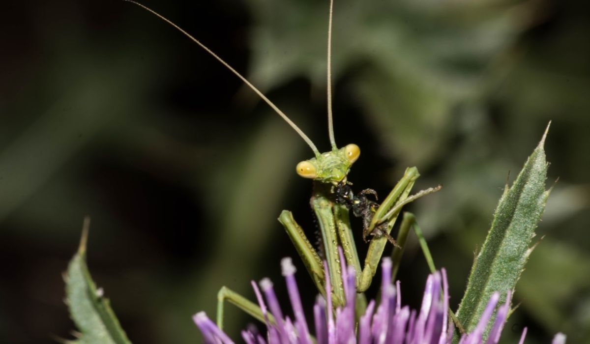 “Mi amiga la mantis”, serie que Marcelo realizó con un insecto que se encontraba en su jardín.