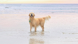 murio milo, el perrito de banfield que se volvio viral durante la cuarentena