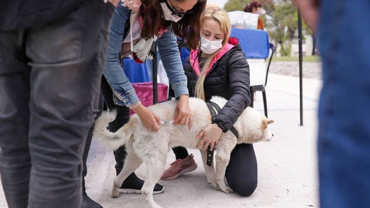 Día del Animal en San Vicente habrá una jornada de atención veterinaria