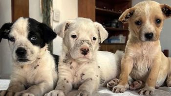 La difícil situación de Patitas Glew por deudas con veterinarias: Tenemos que pagar más de 2 millones