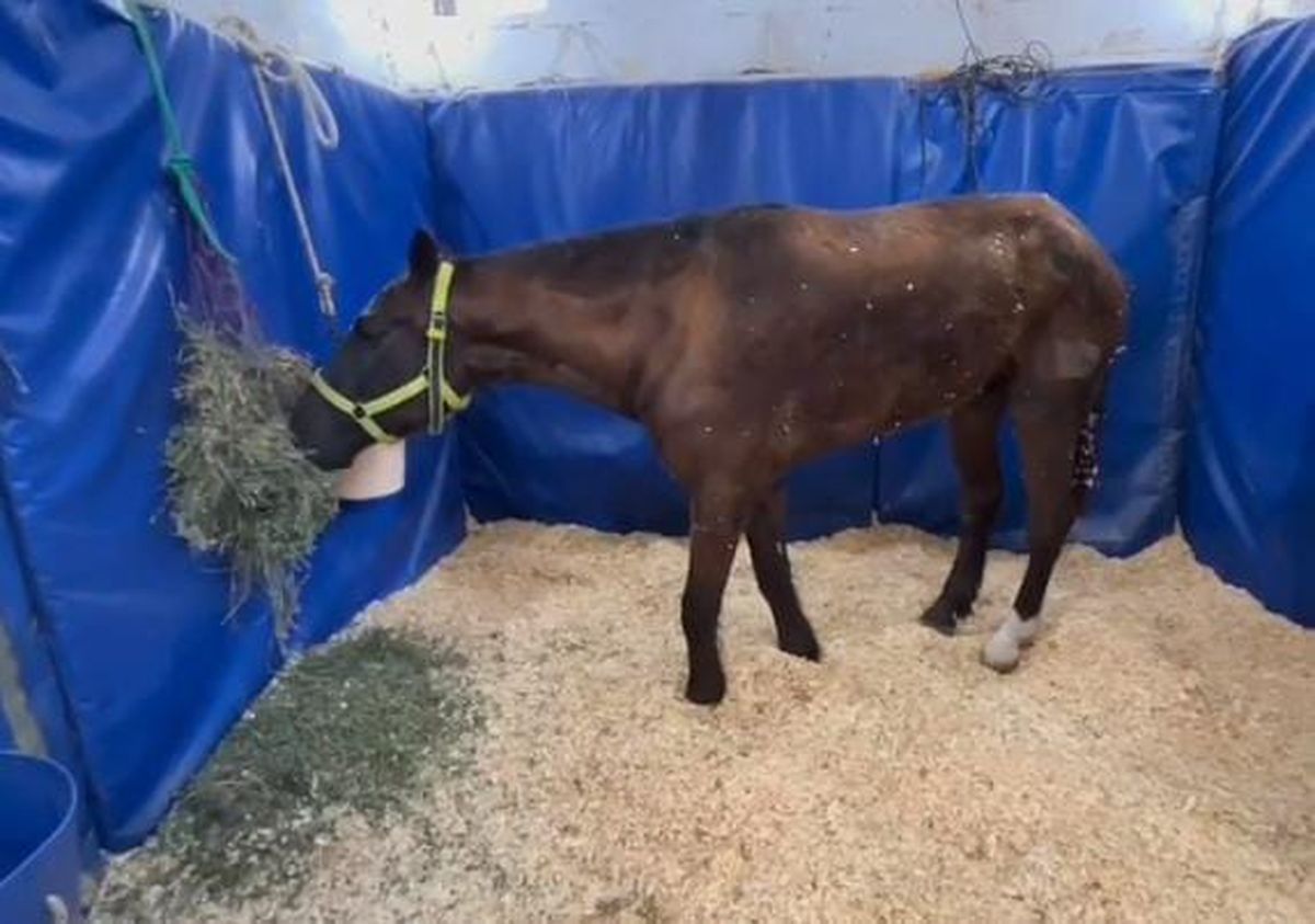Con el correr de los días, Capitán se recupera en el campo 