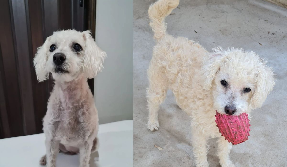 El antes y el después de Luna luego de su tratamiento.