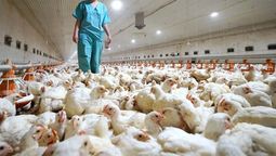 hay preocupacion por la gripe aviar: piden a las familias con gallineros que tomen precauciones