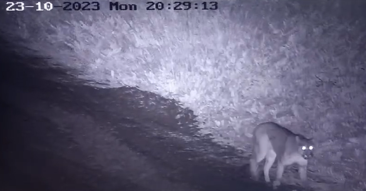 El animal fue visto ayer por la noche en cercan&iacute;as a Terralagos, Canning.&nbsp;