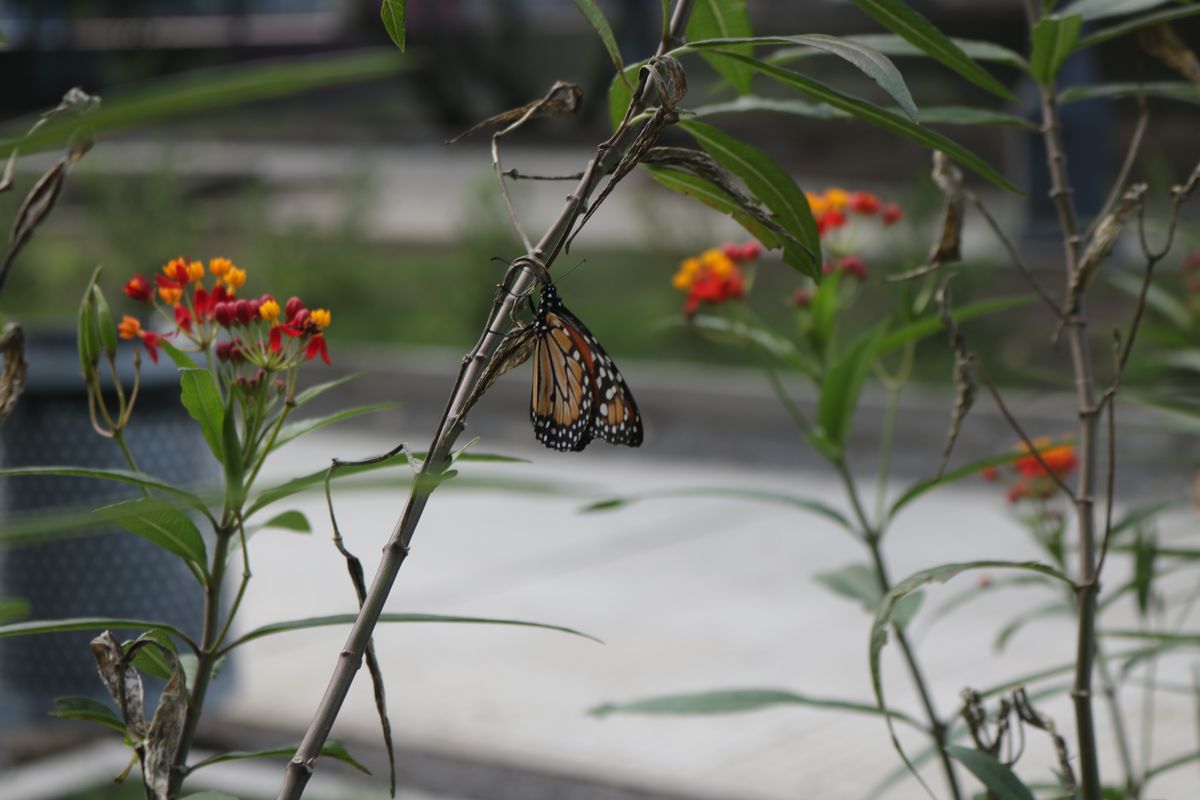 Una mariposa capturada por la lente de El Diario Sur en la plaza de la estación de Monte Grande. Una mariposa capturada por la lente de El Diario Sur en la plaza de la estación de Monte Grande.