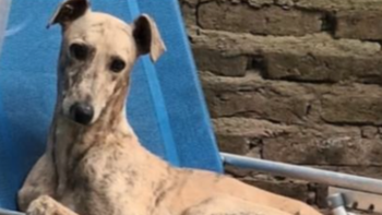 San Vicente: recuperaron un perro robado y detuvieron a dos acusados