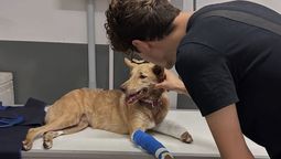 pareja de lomas rescato a una perrita atropellada y busca a su familia: el conductor la abandono en la ruta