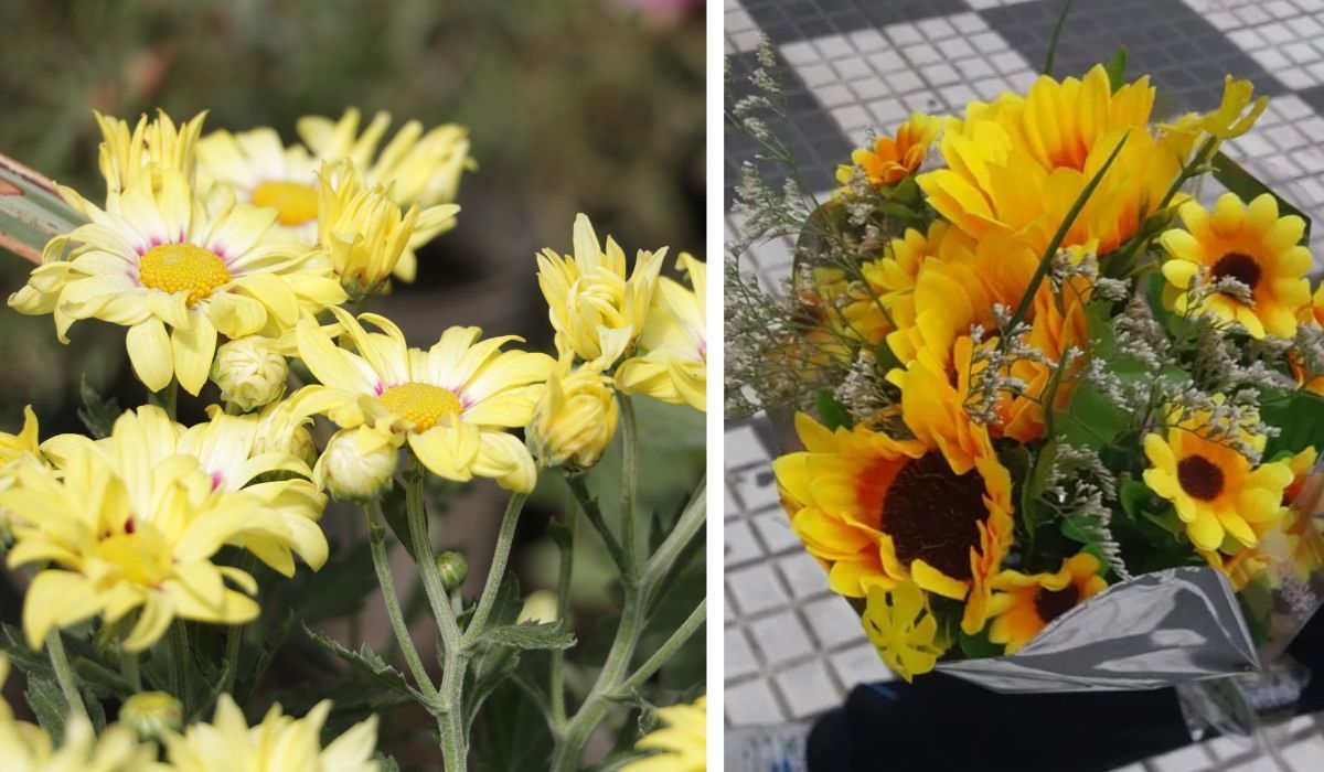 Furor por las flores amarillas en la región: por qué se regalan el 21 de marzo