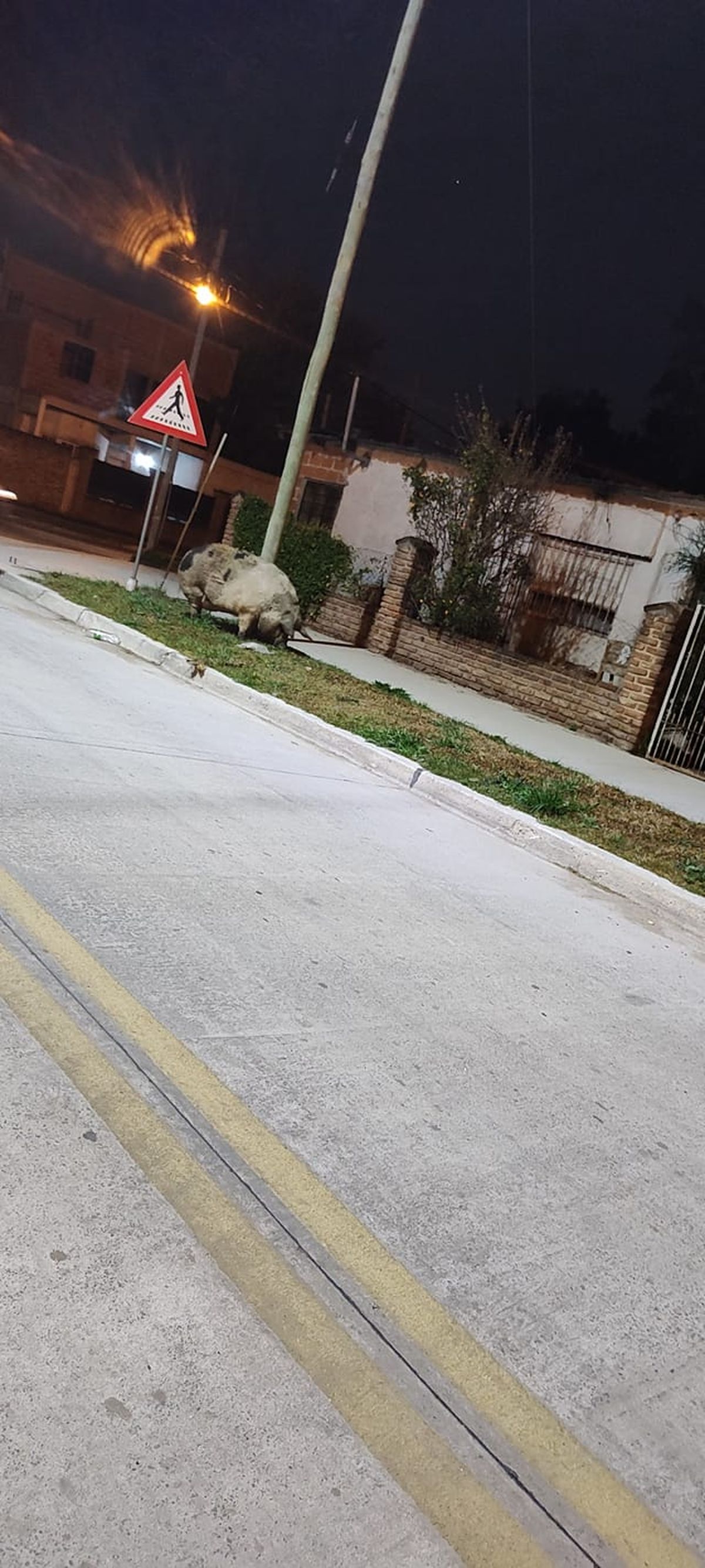 El chancho estaba comiendo pasto en la vereda de una vivienda en Monte Grande.