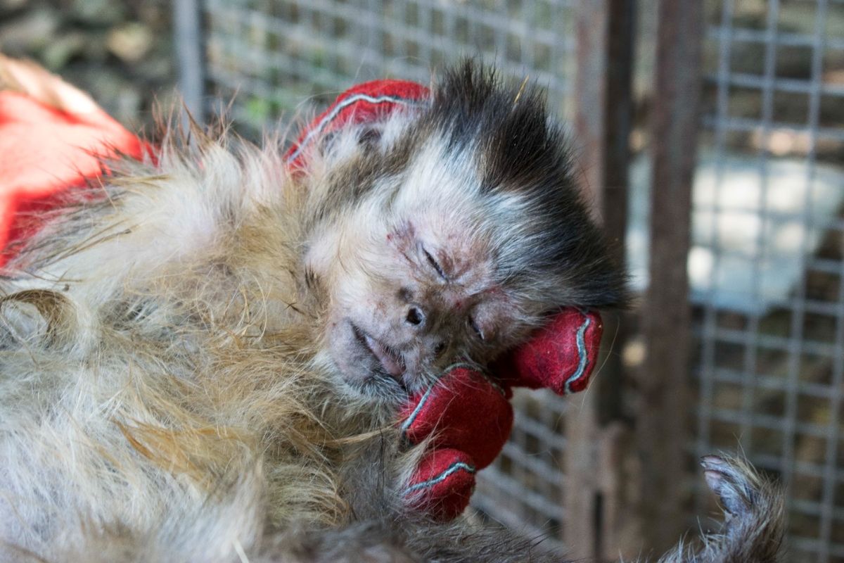 Rescatan a dos monos en Temperley tras una denuncia por maltrato animal