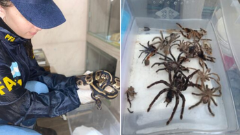 Desbarataron una red de tráfico internacional de fauna silvestre: hubo allanamientos en Lanús