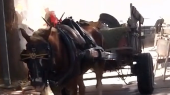 Lomas: rescataron a un caballo maltratado que arrastraba escombros