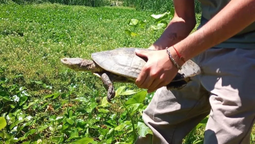 lomas: una vecina encontro una tortuga acuatica y pudieron liberarla en el parque finky
