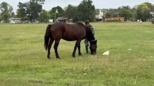 ACMA en alerta por el robo de caballos en San Vicente: Terminan en chorizos o en empanadas