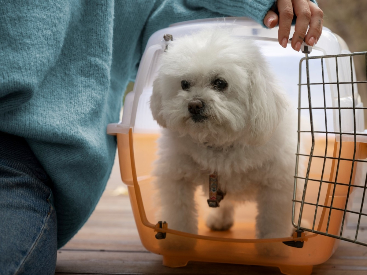 Solamente podrá viajar una mascota por adulto mayor.