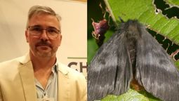 las polillas con pelos urticantes podrian llegar a zona sur: la palabra de un experto