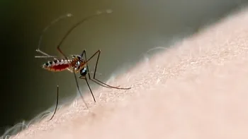 Médicos bonaerenses advierten sobre riesgo de epidemia de dengue y proponen un plan