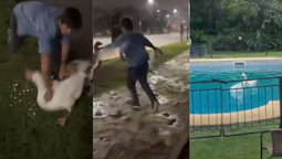 un hombre se robo dos gansos de los lagos de palermo y los llevo a la pileta de su casa