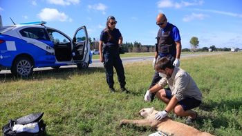 Atropellaron a un puma en la Ruta 11