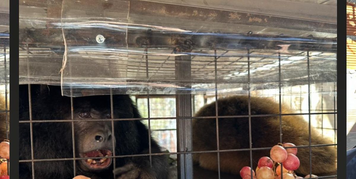 Los monos permanecían enjaulados hace 15 años en Alejandro Korn. Los monos permanecían enjaulados hace 15 años en Alejandro Korn.