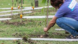 almirante brown: avanza la forestacion con especies nativas en el parque don orione
