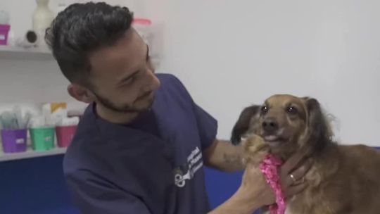 Lomas de Zamora: habilitarán colectivos para trasladar mascotas al Hospital de Animales