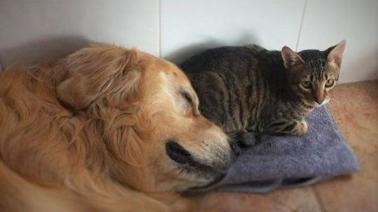 Nueva ordenanza en Lanús para regular la tenencia de mascotas
