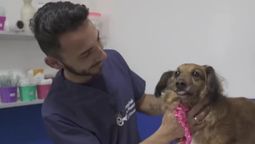 lomas de zamora: habilitaran colectivos para trasladar mascotas al hospital de animales