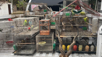Desbarataron una red de tráfico ilegal de fauna que operaba en Lomas de Zamora y Almirante Brown