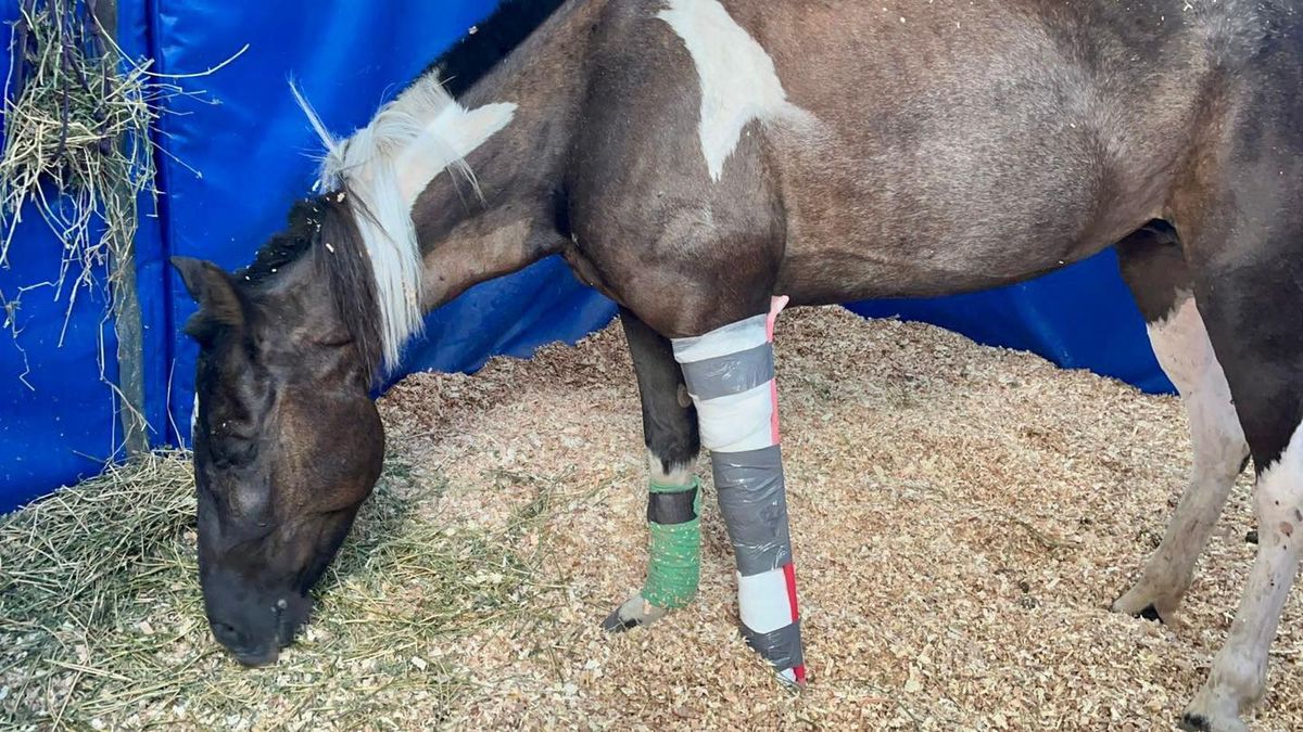 ACMA se hizo cargo de la recuperación de Dakota.