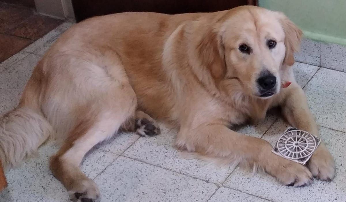 Buscan a un perro perdido en San Vicente: ofrecen todos sus ahorros como recompensa