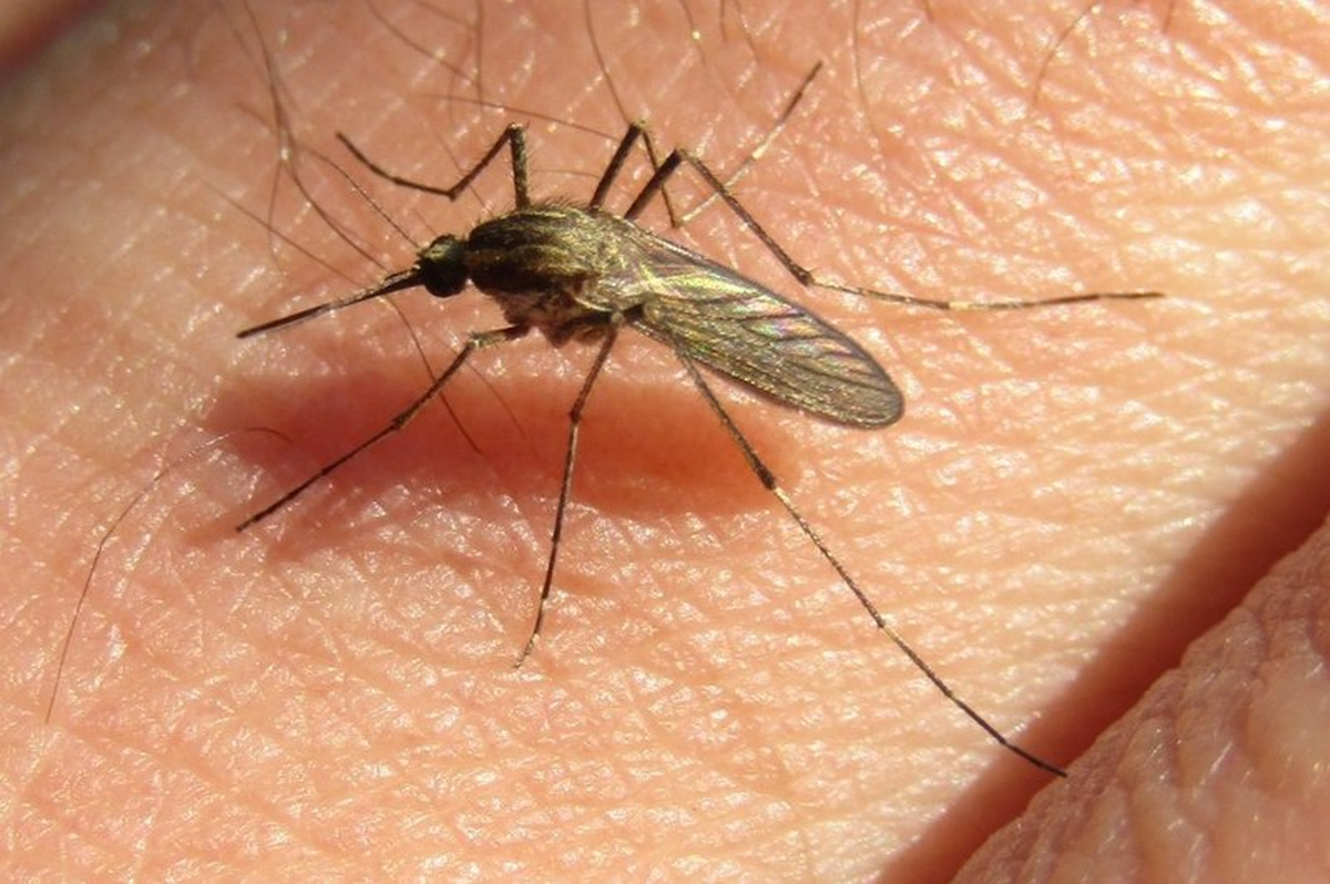 El mosquito Aedes albifasciatus suele estar en el campo. 