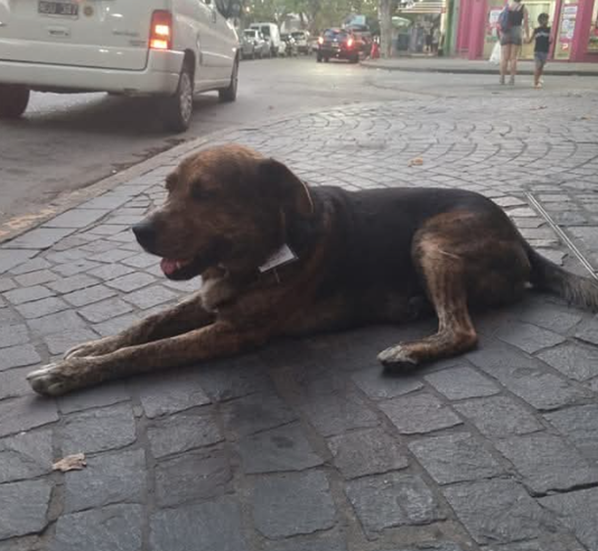 Tigre se acercaba al cuartel de los bomberos para jugar con Fatiga, su perro. 