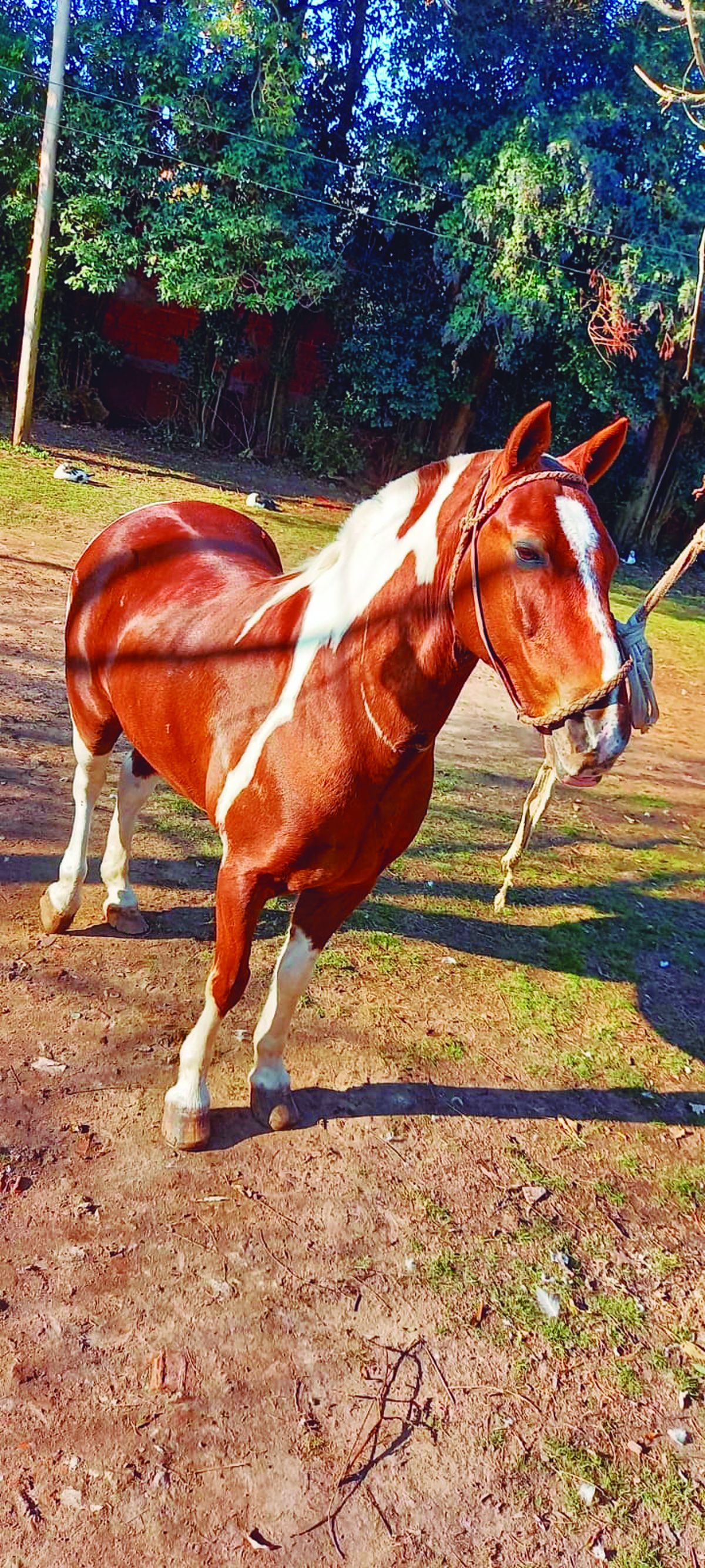 Vecinos de Alejandro Korn denuncian el robo de vacas y caballos que son utilizadas para la faena.