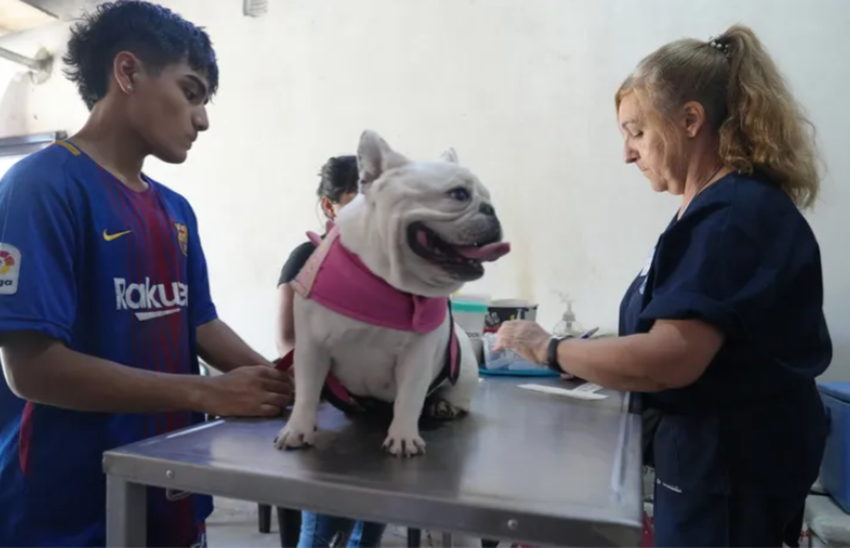 Operativos del Hospital de Animales en los barrios de Lomas, con atención veterinaria gratuita y vacunación antirrábica por orden de llegada.
