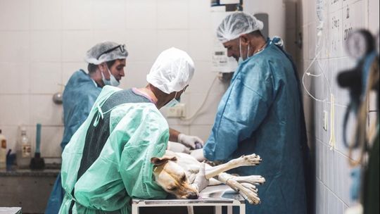 Almirante Brown: realizarán castraciones gratuitas en San José