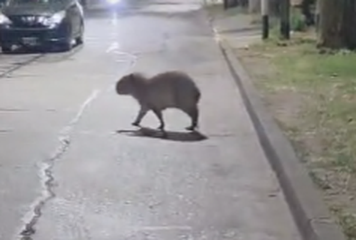 El animal fue visto sobre la calle Malvinas, en Monte Grande.