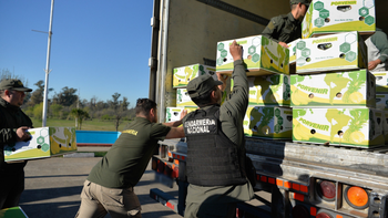 Monte Grande: Gendarmería incautó 444 kilos de cocaína ocultos en un cargamento de bananas