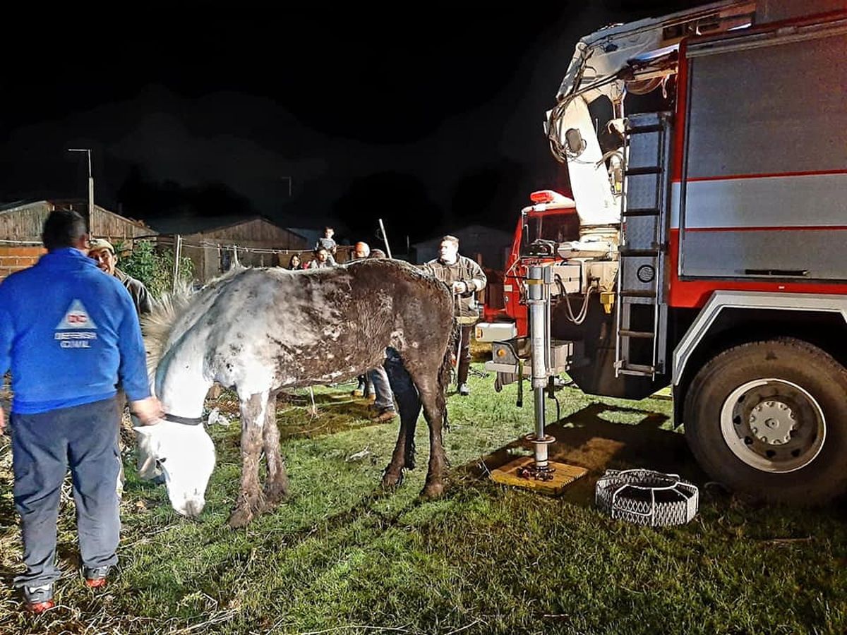 Bomberos de Brown rescataron a un caballo atrapado