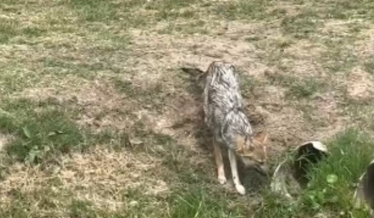 Un productor rural relató que la situación salió a la luz después de notar que varios de sus animales habían desaparecido sin explicación. Un productor rural relató que la situación salió a la luz después de notar que varios de sus animales habían desaparecido sin explicación.